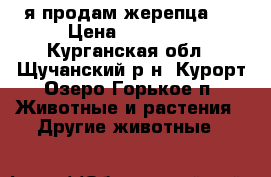 я продам жерепца   › Цена ­ 35 000 - Курганская обл., Щучанский р-н, Курорт Озеро Горькое п. Животные и растения » Другие животные   